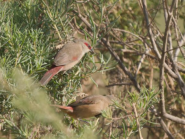 <h3><a href="/trips/tanzania/biota/animalia/chordata/aves/040 passeriformes/115 estrildidae/estrilda rhodopyga/estrilda rhodopyga-nl.html">Estrilda&nbsp;rhodopyga</a> / Crimson‑rumped&nbsp;waxbill / Teugelastrild</h3>OM-1 Mark II met OLYMPUS M.150-400mm F4.5, 1/2000 sec  bij F4.5, ISO 400, afstand 16.9&nbsp;m